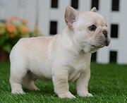 宿州哪有繁殖法斗幼犬的，法斗幼犬多少钱一只