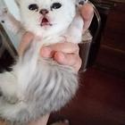 自家喂养猫咪