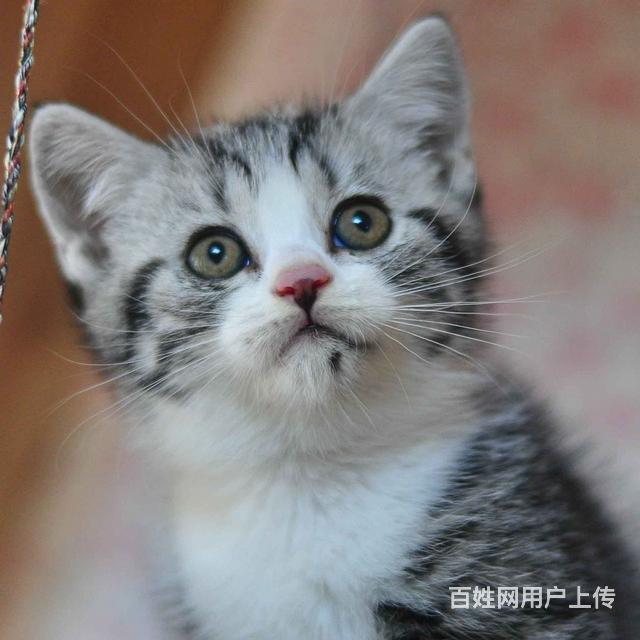 邵阳在哪可以买到纯种美短  纯种美短要多少钱呢的图片