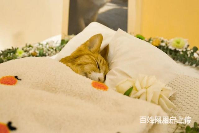 枣庄宠物火化服务站,枣庄本地宠物殡仪馆电话的图片