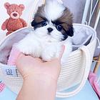本地犬舍出售纯种小体西施犬保健康可签协议