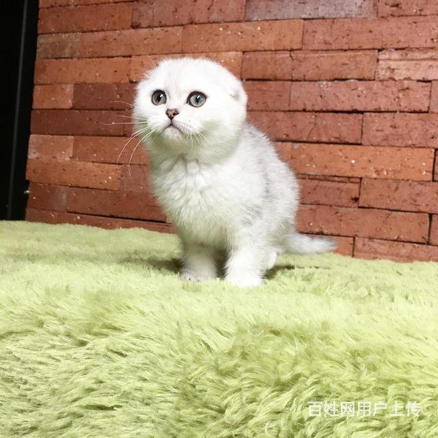 濮阳银渐层养殖户◆银渐层多少钱一个的图片